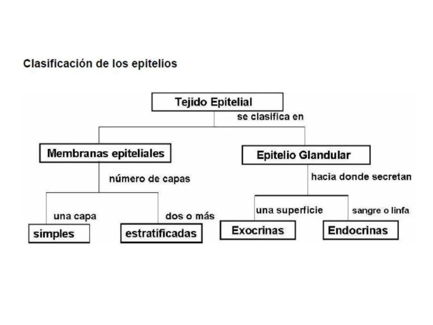 UNIDAD I
Organización del cuerpo humano y nivel
tisular
Organización del cuerpo humano. Tejidos:
clasificación y funciones.
Tejido epitelial
