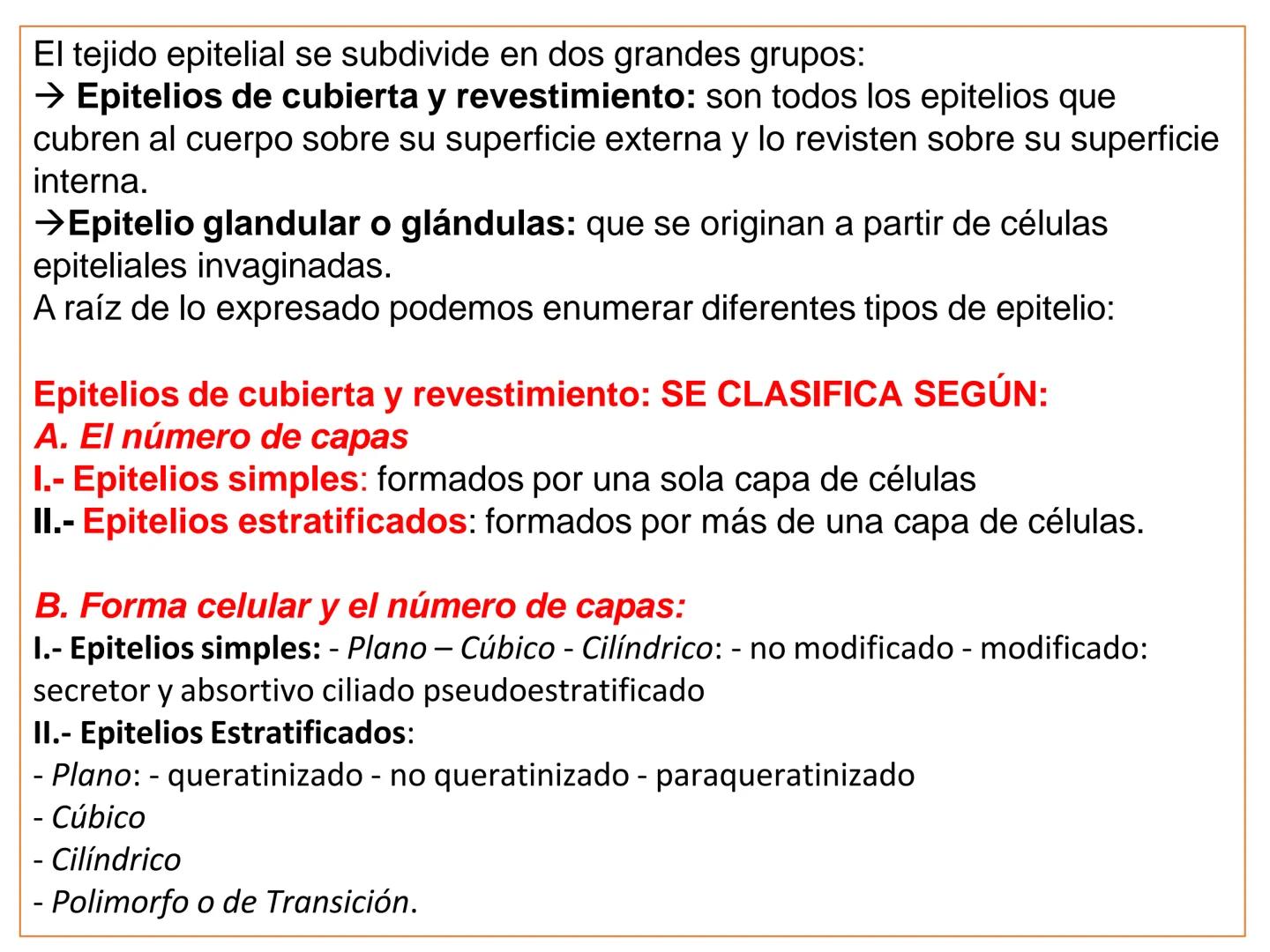 UNIDAD I
Organización del cuerpo humano y nivel
tisular
Organización del cuerpo humano. Tejidos:
clasificación y funciones.
Tejido epitelial