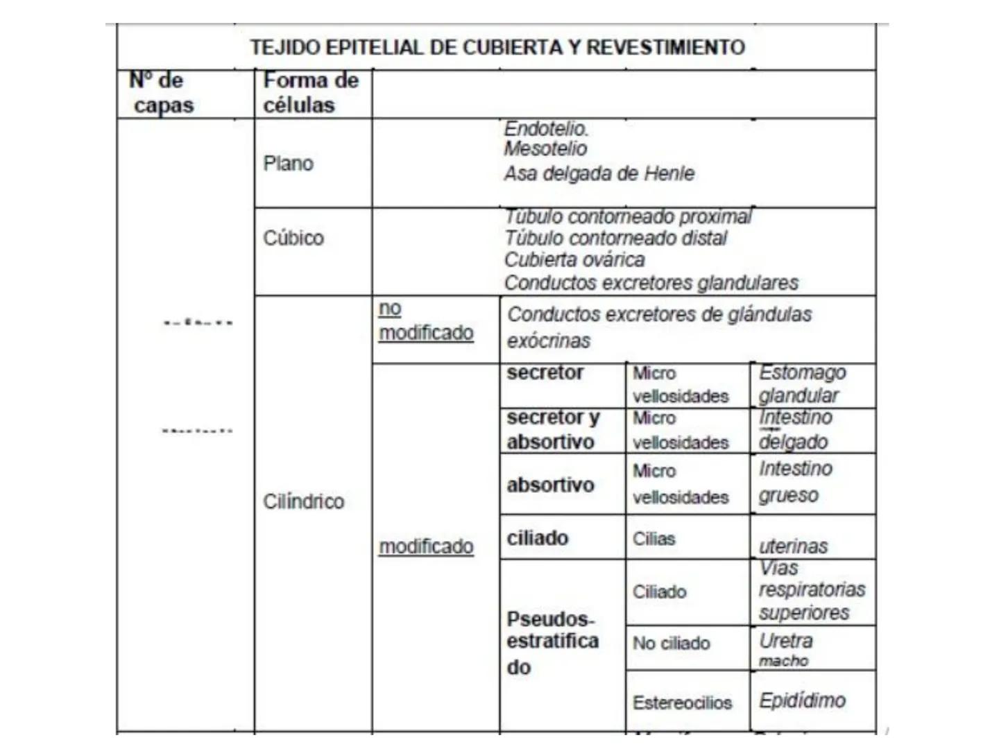 UNIDAD I
Organización del cuerpo humano y nivel
tisular
Organización del cuerpo humano. Tejidos:
clasificación y funciones.
Tejido epitelial