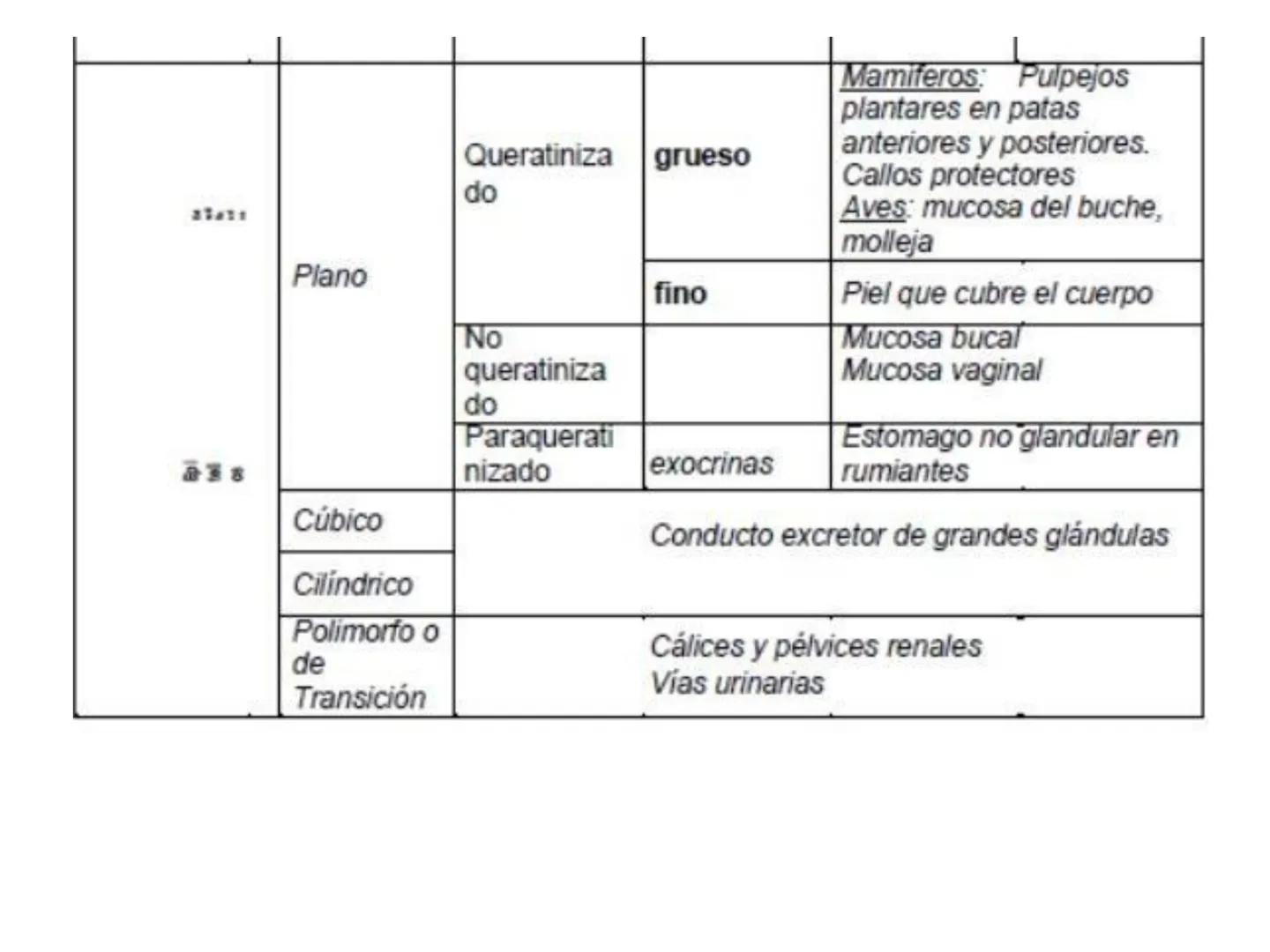 UNIDAD I
Organización del cuerpo humano y nivel
tisular
Organización del cuerpo humano. Tejidos:
clasificación y funciones.
Tejido epitelial