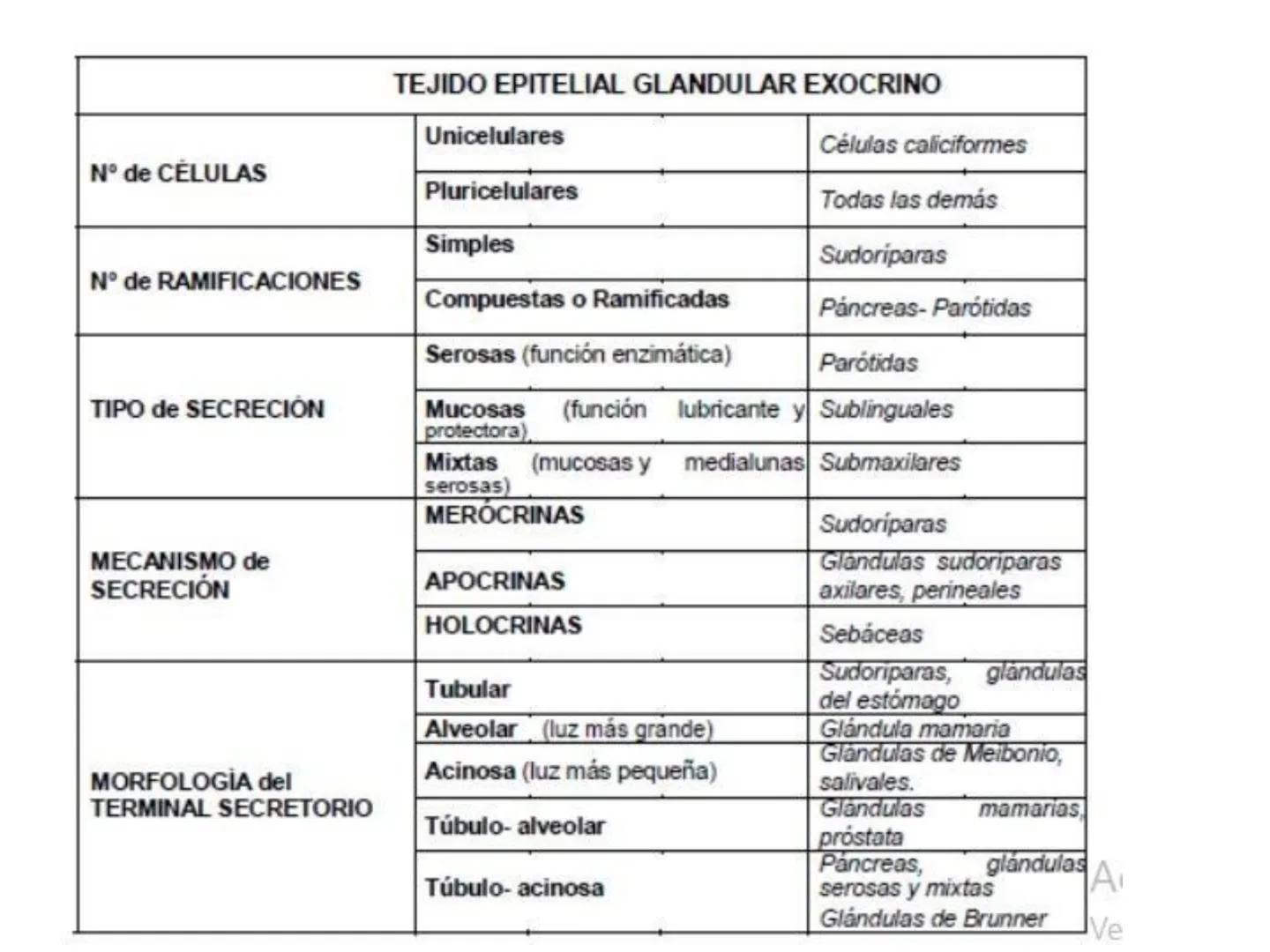 UNIDAD I
Organización del cuerpo humano y nivel
tisular
Organización del cuerpo humano. Tejidos:
clasificación y funciones.
Tejido epitelial