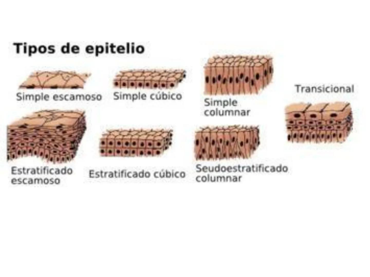 UNIDAD I
Organización del cuerpo humano y nivel
tisular
Organización del cuerpo humano. Tejidos:
clasificación y funciones.
Tejido epitelial