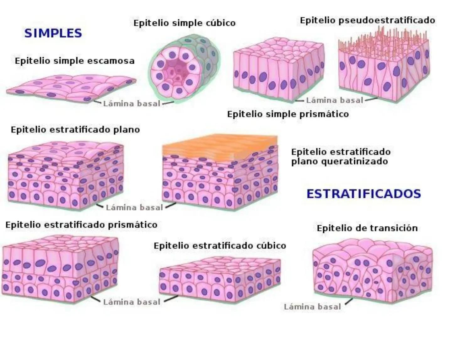 UNIDAD I
Organización del cuerpo humano y nivel
tisular
Organización del cuerpo humano. Tejidos:
clasificación y funciones.
Tejido epitelial