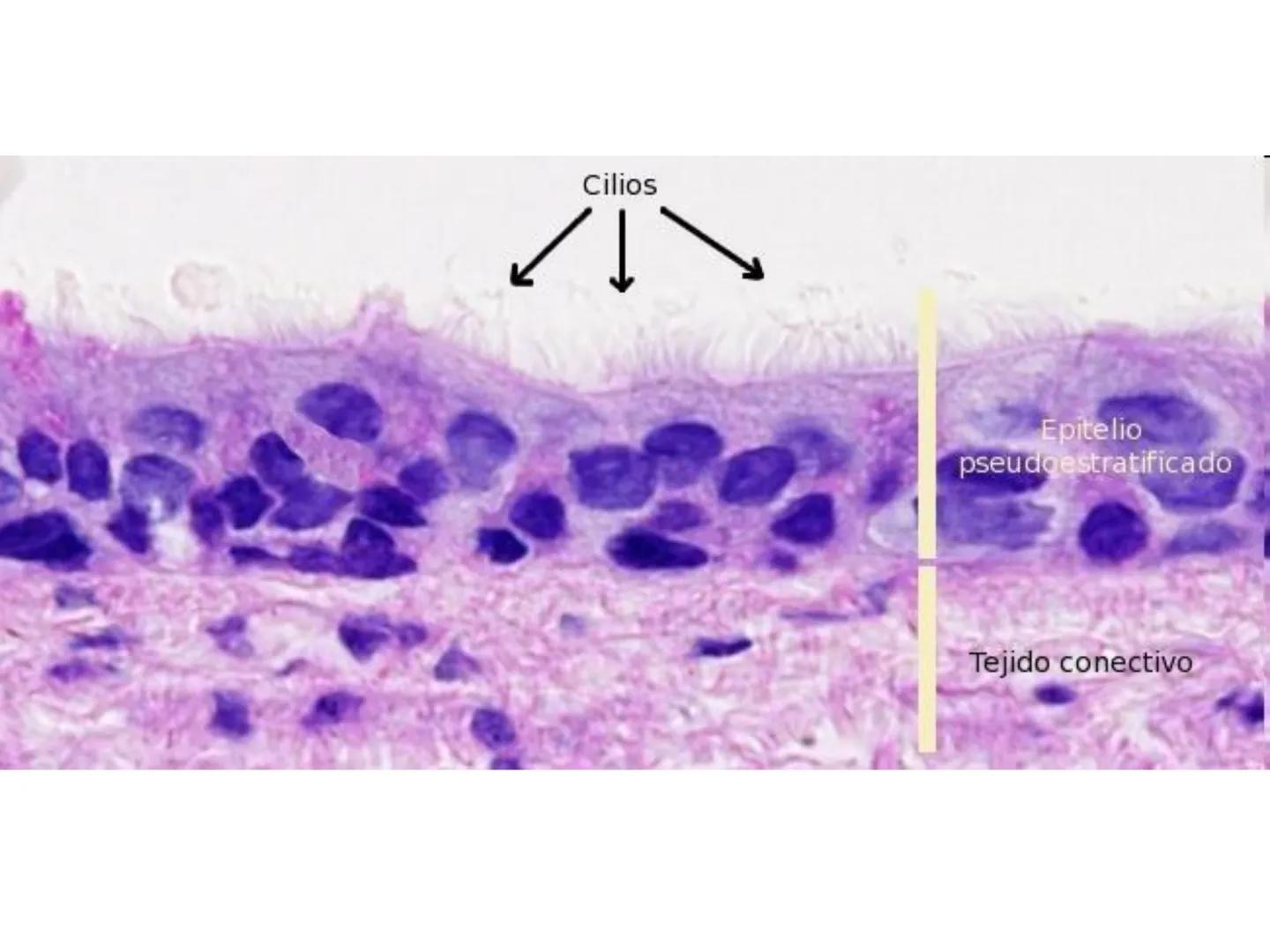 UNIDAD I
Organización del cuerpo humano y nivel
tisular
Organización del cuerpo humano. Tejidos:
clasificación y funciones.
Tejido epitelial