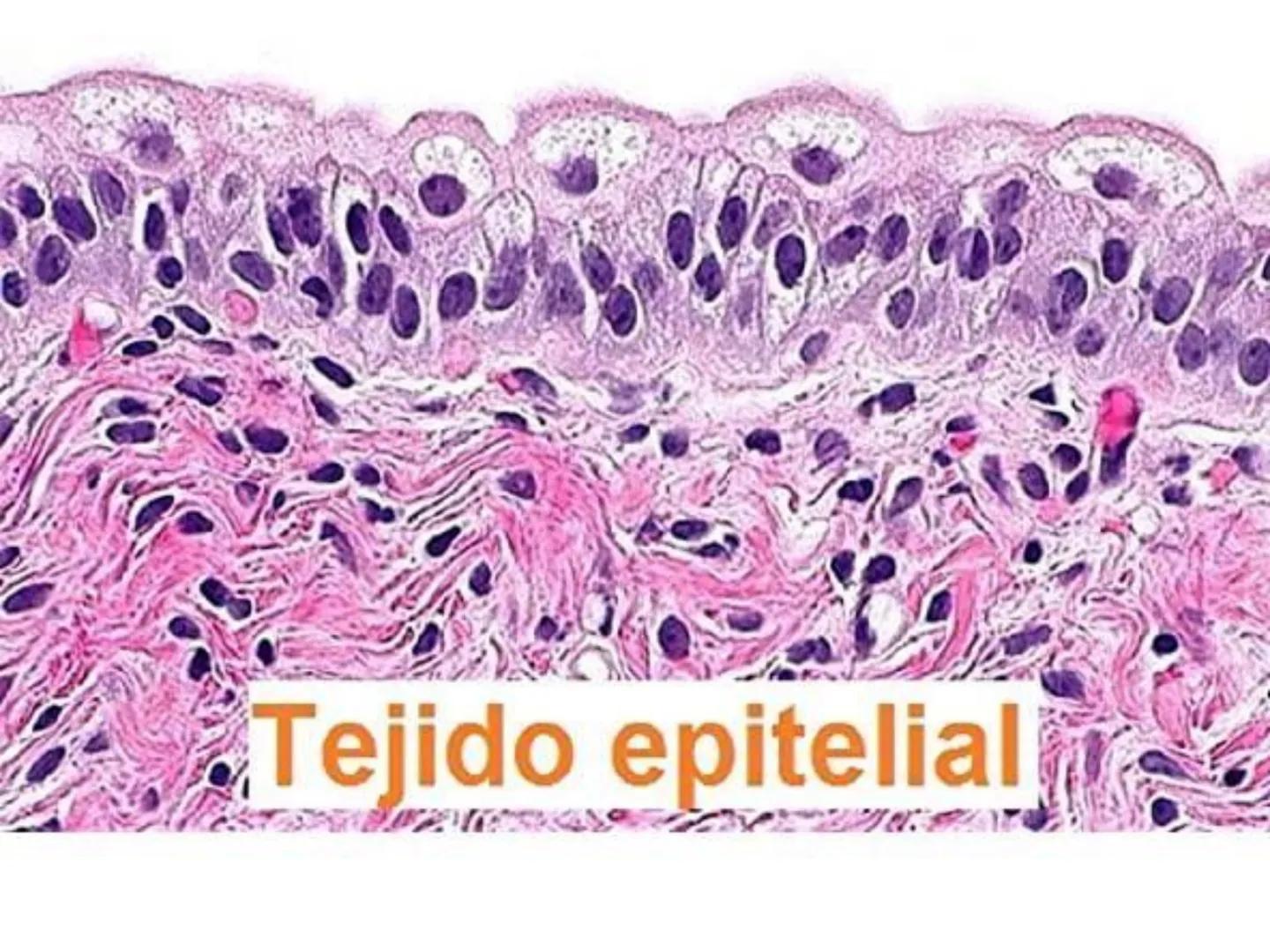 UNIDAD I
Organización del cuerpo humano y nivel
tisular
Organización del cuerpo humano. Tejidos:
clasificación y funciones.
Tejido epitelial