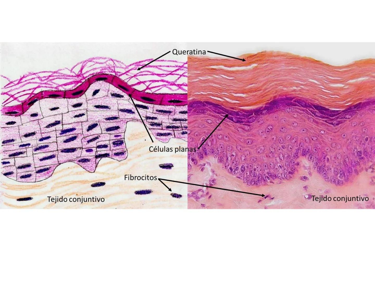 UNIDAD I
Organización del cuerpo humano y nivel
tisular
Organización del cuerpo humano. Tejidos:
clasificación y funciones.
Tejido epitelial