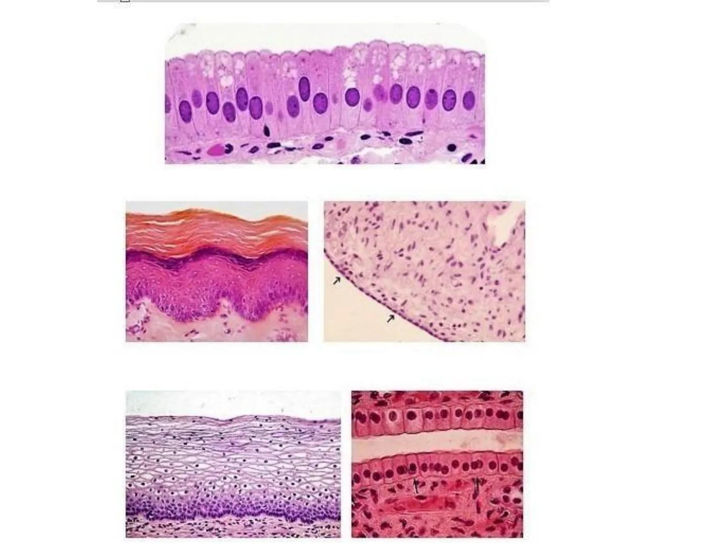 UNIDAD I
Organización del cuerpo humano y nivel
tisular
Organización del cuerpo humano. Tejidos:
clasificación y funciones.
Tejido epitelial