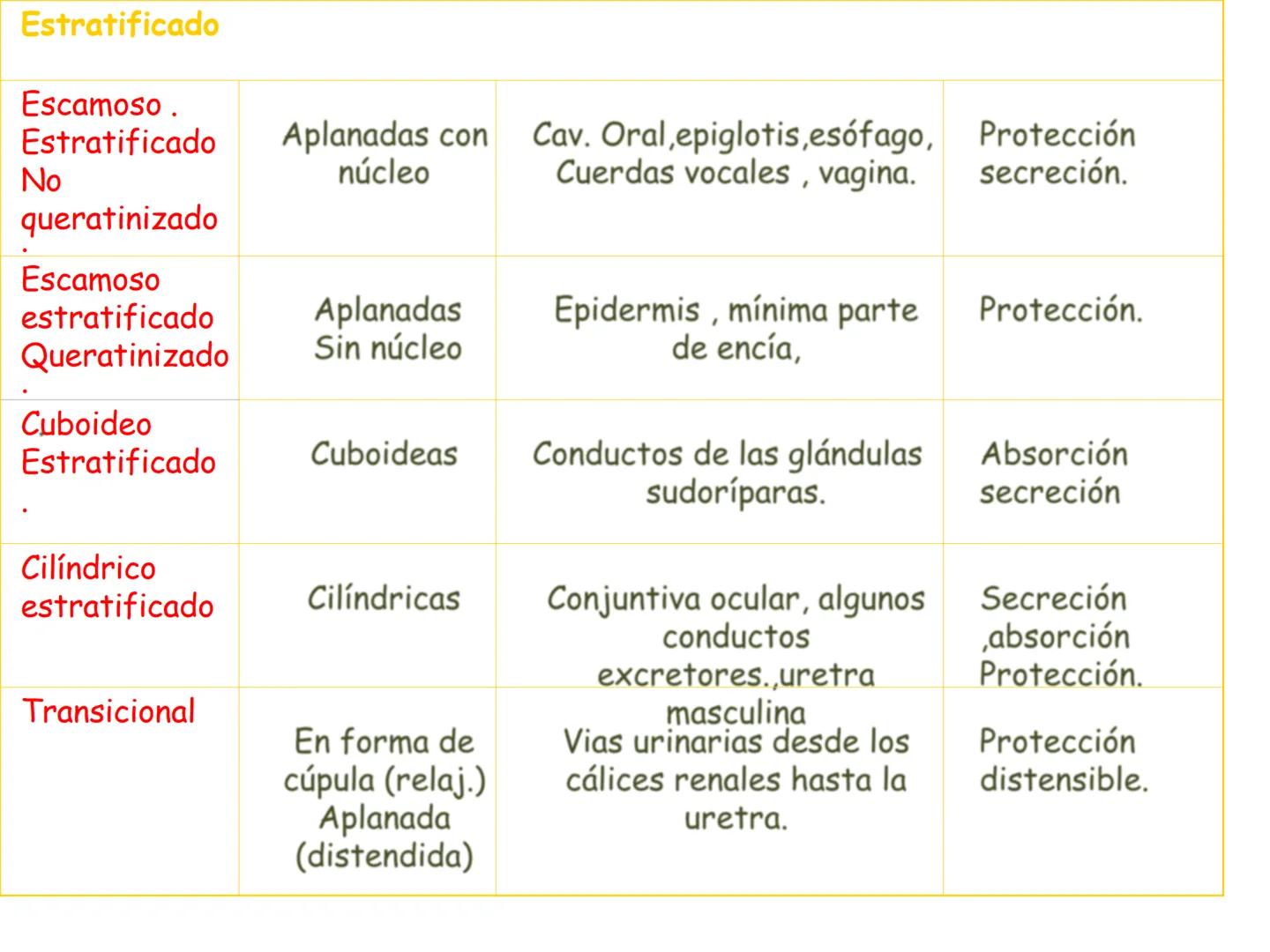 UNIDAD I
Organización del cuerpo humano y nivel
tisular
Organización del cuerpo humano. Tejidos:
clasificación y funciones.
Tejido epitelial