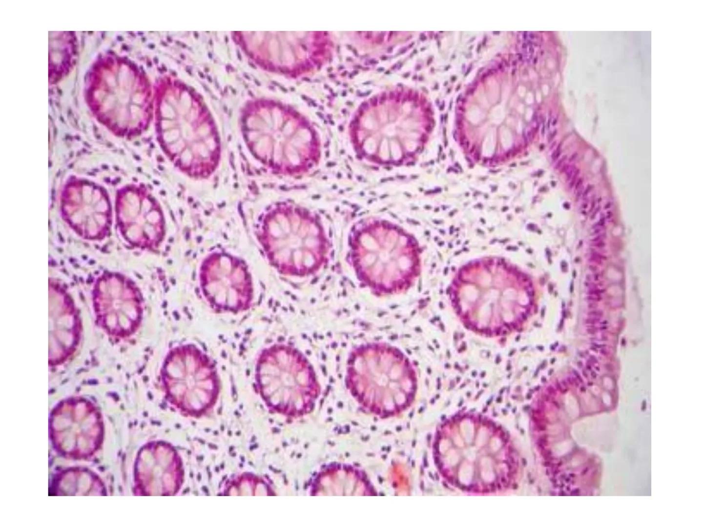 UNIDAD I
Organización del cuerpo humano y nivel
tisular
Organización del cuerpo humano. Tejidos:
clasificación y funciones.
Tejido epitelial