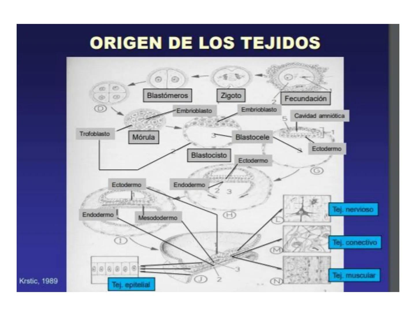 UNIDAD I
Organización del cuerpo humano y nivel
tisular
Organización del cuerpo humano. Tejidos:
clasificación y funciones.
Tejido epitelial