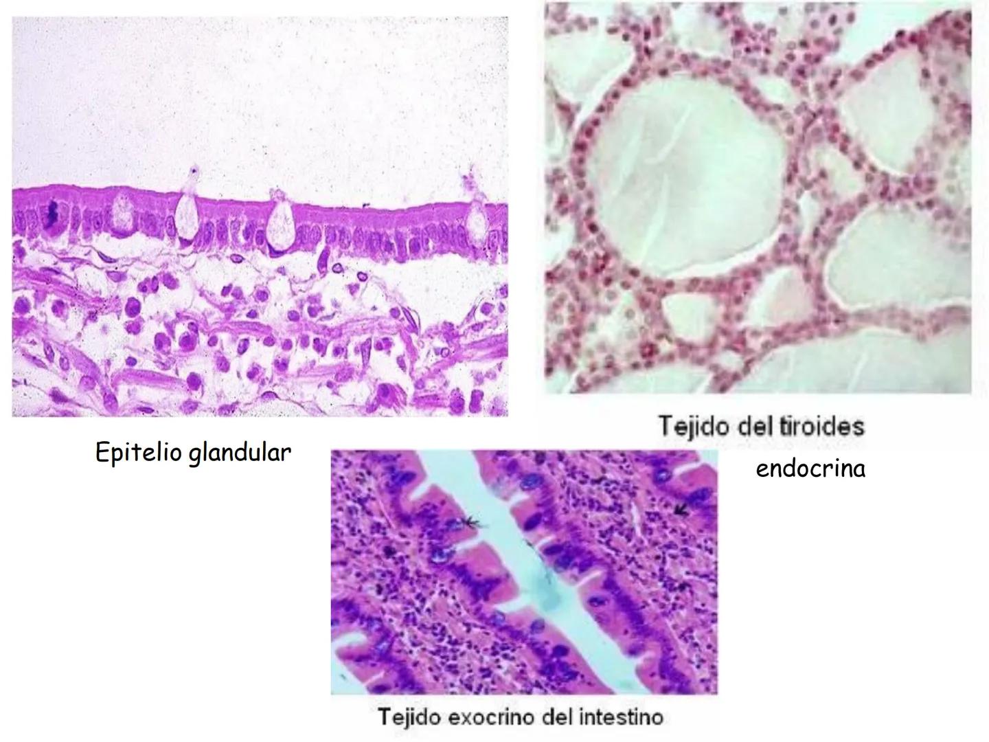 UNIDAD I
Organización del cuerpo humano y nivel
tisular
Organización del cuerpo humano. Tejidos:
clasificación y funciones.
Tejido epitelial