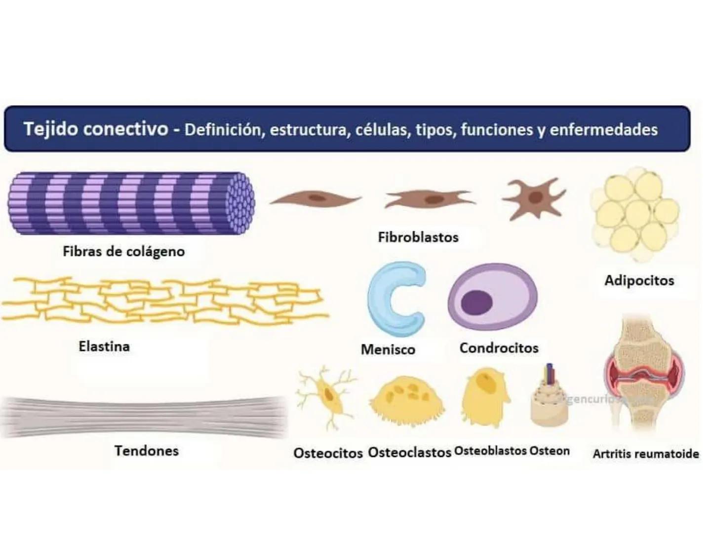 UNIDAD I
Organización del cuerpo humano y nivel
tisular
Organización del cuerpo humano. Tejidos:
clasificación y funciones.
Tejido epitelial