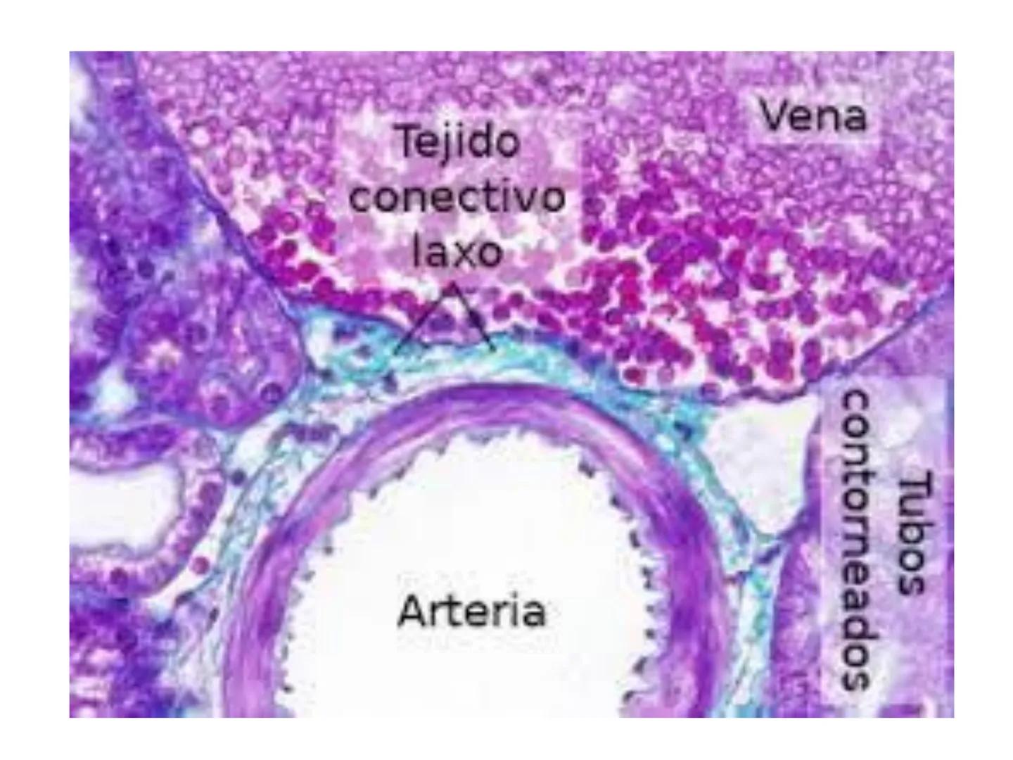 UNIDAD I
Organización del cuerpo humano y nivel
tisular
Organización del cuerpo humano. Tejidos:
clasificación y funciones.
Tejido epitelial