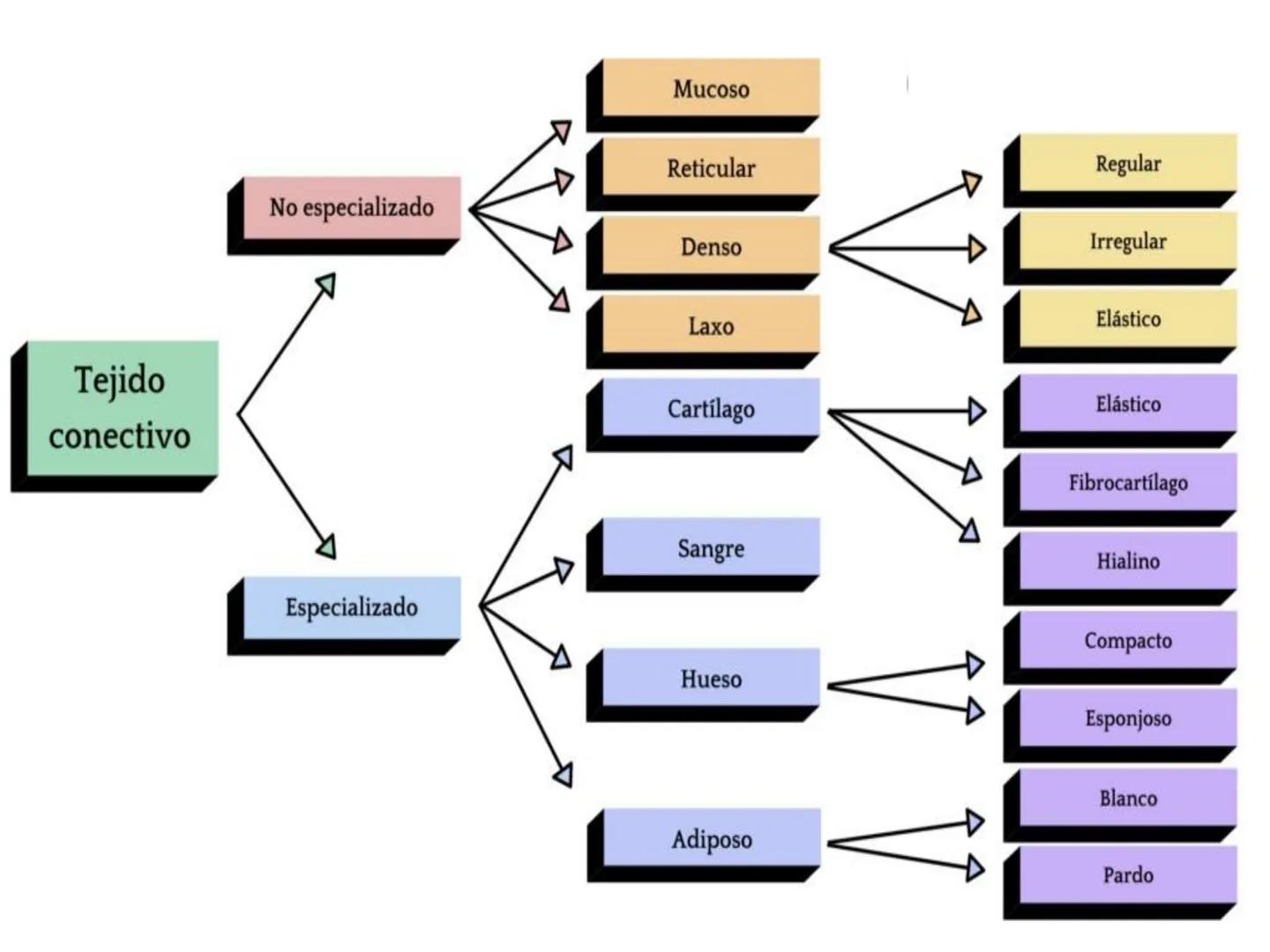 UNIDAD I
Organización del cuerpo humano y nivel
tisular
Organización del cuerpo humano. Tejidos:
clasificación y funciones.
Tejido epitelial