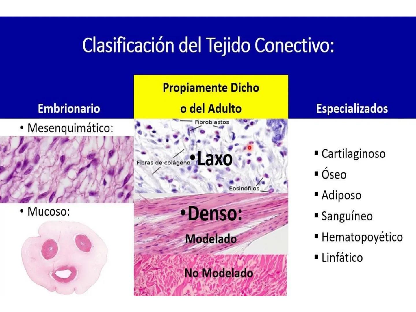 UNIDAD I
Organización del cuerpo humano y nivel
tisular
Organización del cuerpo humano. Tejidos:
clasificación y funciones.
Tejido epitelial