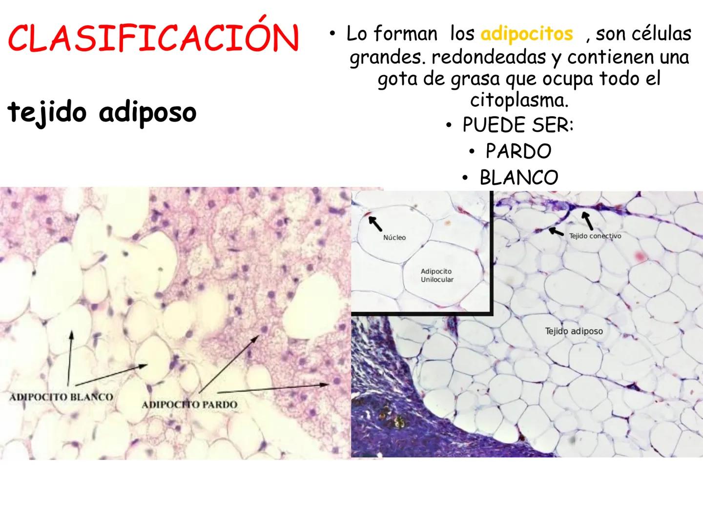 UNIDAD I
Organización del cuerpo humano y nivel
tisular
Organización del cuerpo humano. Tejidos:
clasificación y funciones.
Tejido epitelial