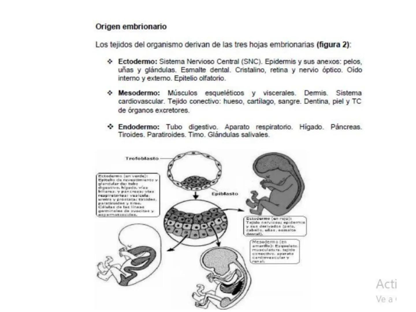 UNIDAD I
Organización del cuerpo humano y nivel
tisular
Organización del cuerpo humano. Tejidos:
clasificación y funciones.
Tejido epitelial