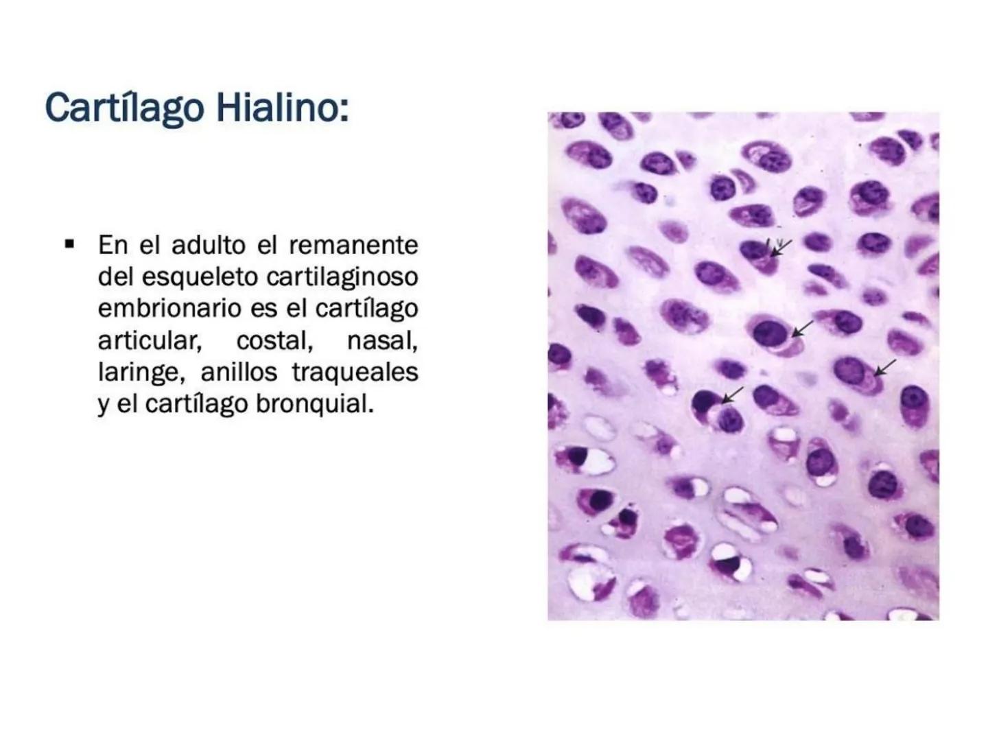 UNIDAD I
Organización del cuerpo humano y nivel
tisular
Organización del cuerpo humano. Tejidos:
clasificación y funciones.
Tejido epitelial