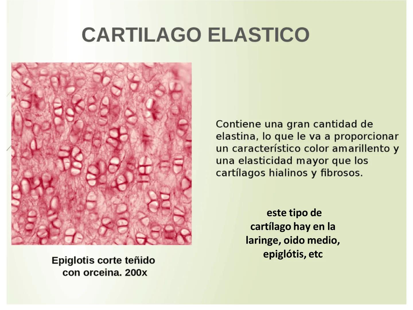 UNIDAD I
Organización del cuerpo humano y nivel
tisular
Organización del cuerpo humano. Tejidos:
clasificación y funciones.
Tejido epitelial