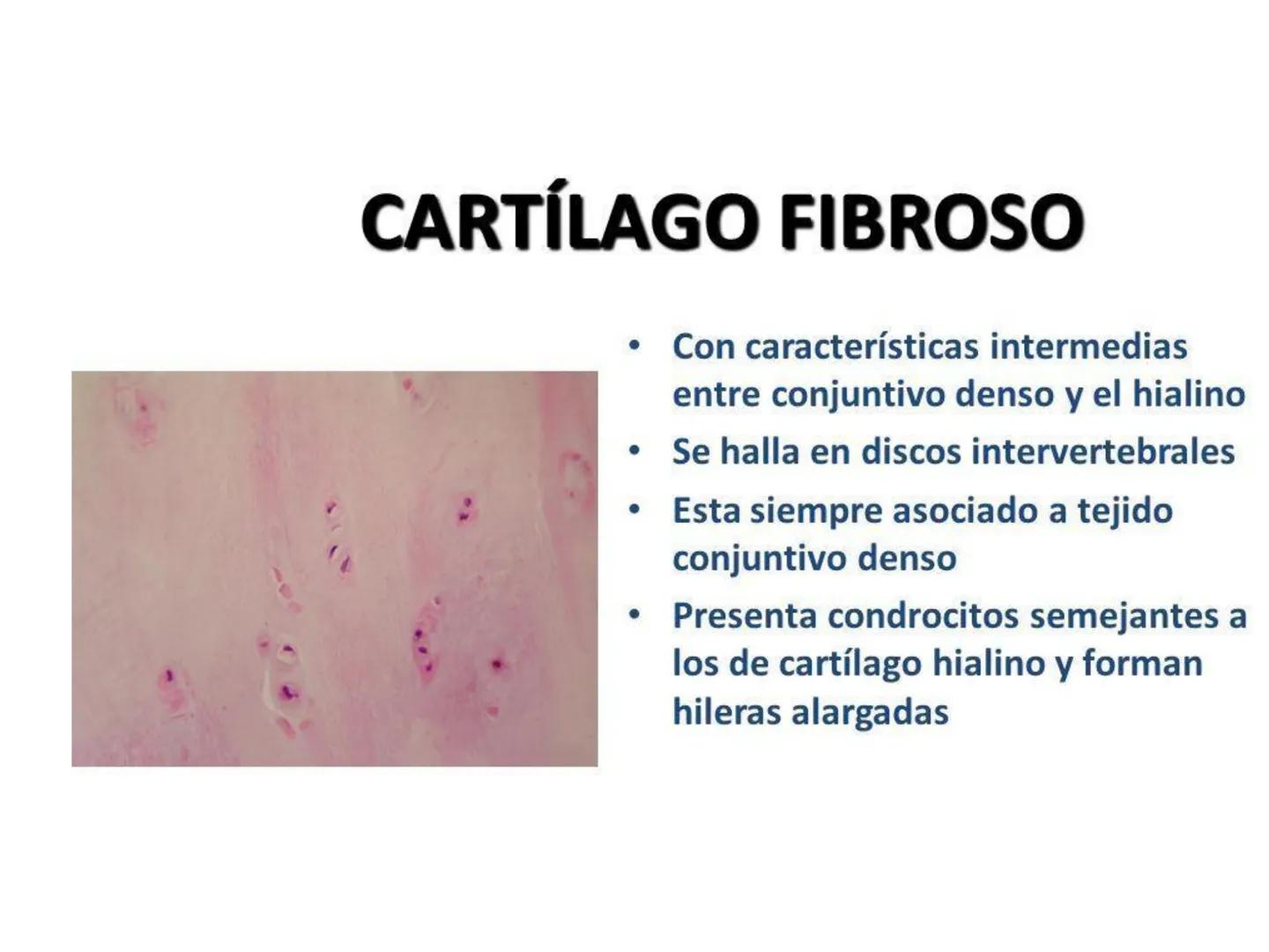 UNIDAD I
Organización del cuerpo humano y nivel
tisular
Organización del cuerpo humano. Tejidos:
clasificación y funciones.
Tejido epitelial