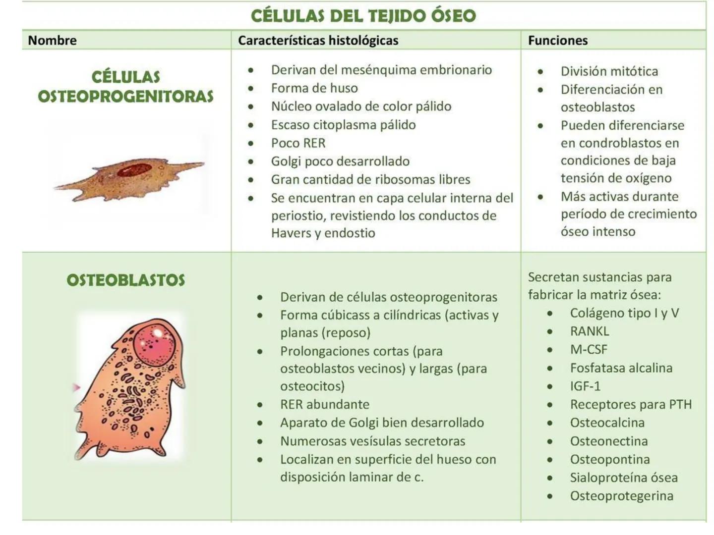 UNIDAD I
Organización del cuerpo humano y nivel
tisular
Organización del cuerpo humano. Tejidos:
clasificación y funciones.
Tejido epitelial
