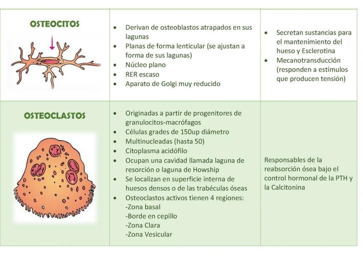 UNIDAD I
Organización del cuerpo humano y nivel
tisular
Organización del cuerpo humano. Tejidos:
clasificación y funciones.
Tejido epitelial