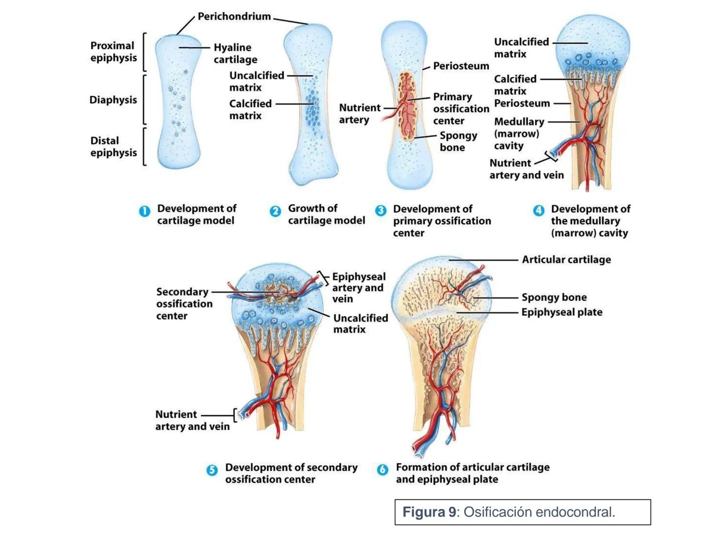 UNIDAD I
Organización del cuerpo humano y nivel
tisular
Organización del cuerpo humano. Tejidos:
clasificación y funciones.
Tejido epitelial
