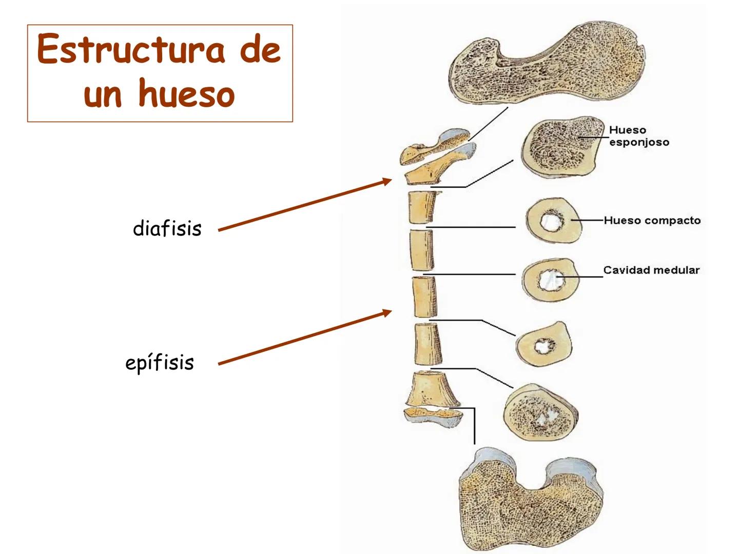 UNIDAD I
Organización del cuerpo humano y nivel
tisular
Organización del cuerpo humano. Tejidos:
clasificación y funciones.
Tejido epitelial