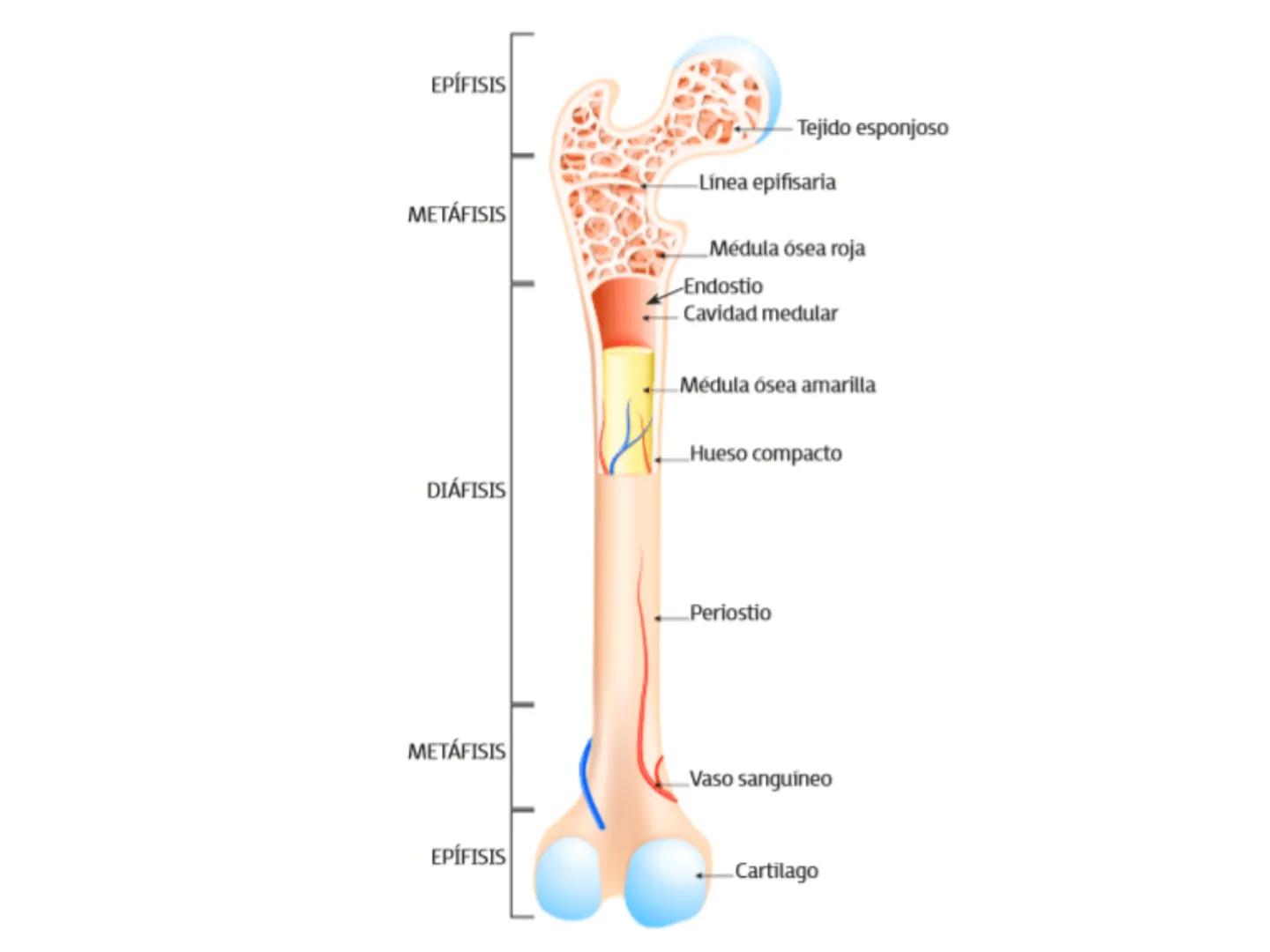 UNIDAD I
Organización del cuerpo humano y nivel
tisular
Organización del cuerpo humano. Tejidos:
clasificación y funciones.
Tejido epitelial