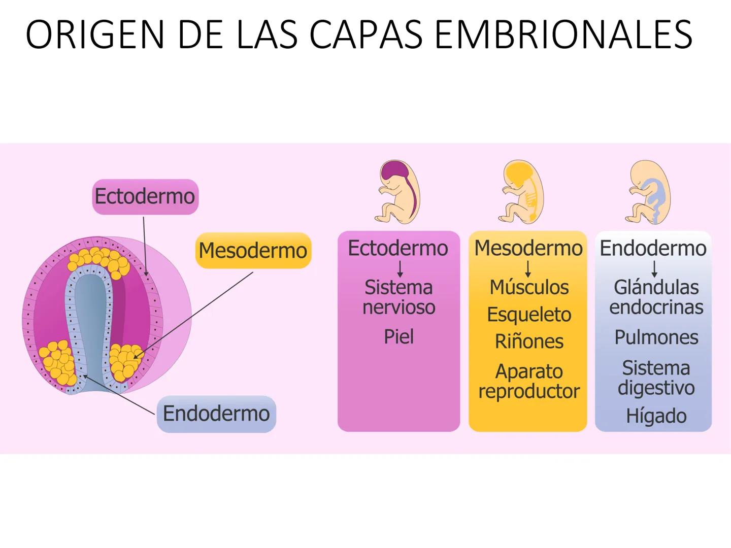 UNIDAD I
Organización del cuerpo humano y nivel
tisular
Organización del cuerpo humano. Tejidos:
clasificación y funciones.
Tejido epitelial