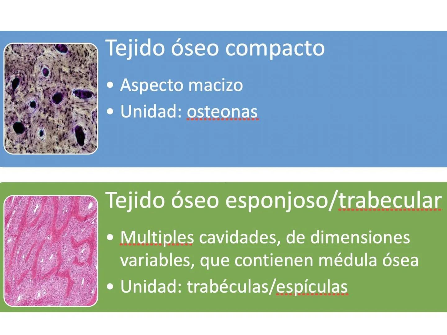 UNIDAD I
Organización del cuerpo humano y nivel
tisular
Organización del cuerpo humano. Tejidos:
clasificación y funciones.
Tejido epitelial