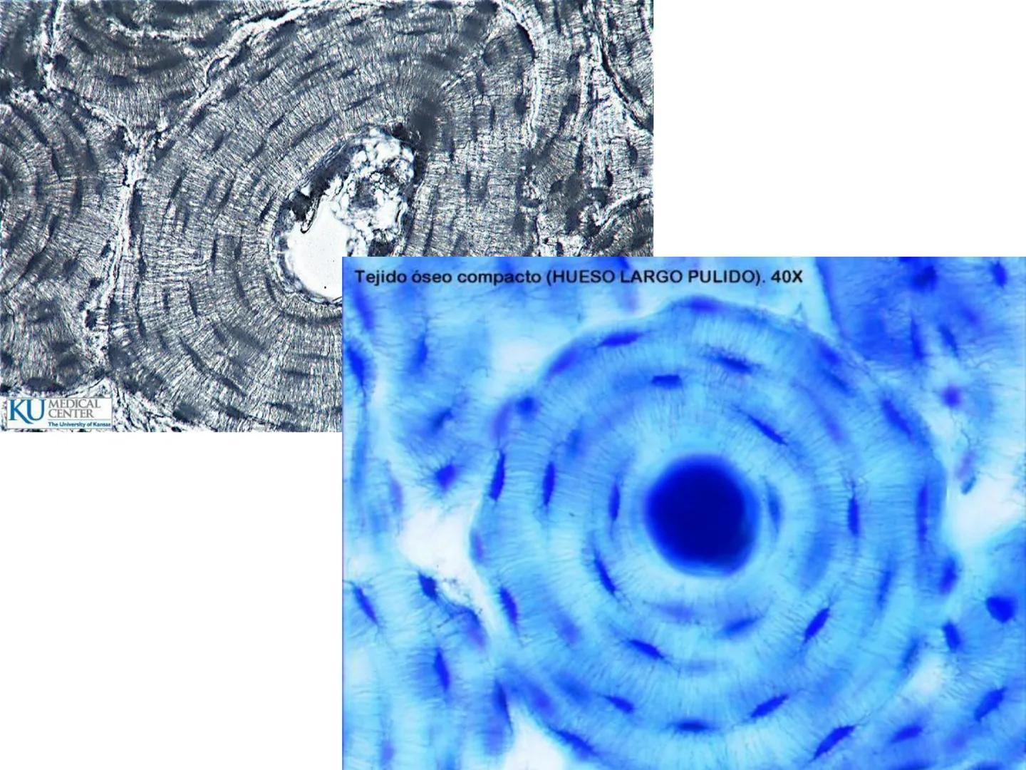 UNIDAD I
Organización del cuerpo humano y nivel
tisular
Organización del cuerpo humano. Tejidos:
clasificación y funciones.
Tejido epitelial