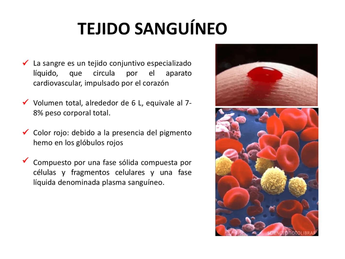 UNIDAD I
Organización del cuerpo humano y nivel
tisular
Organización del cuerpo humano. Tejidos:
clasificación y funciones.
Tejido epitelial
