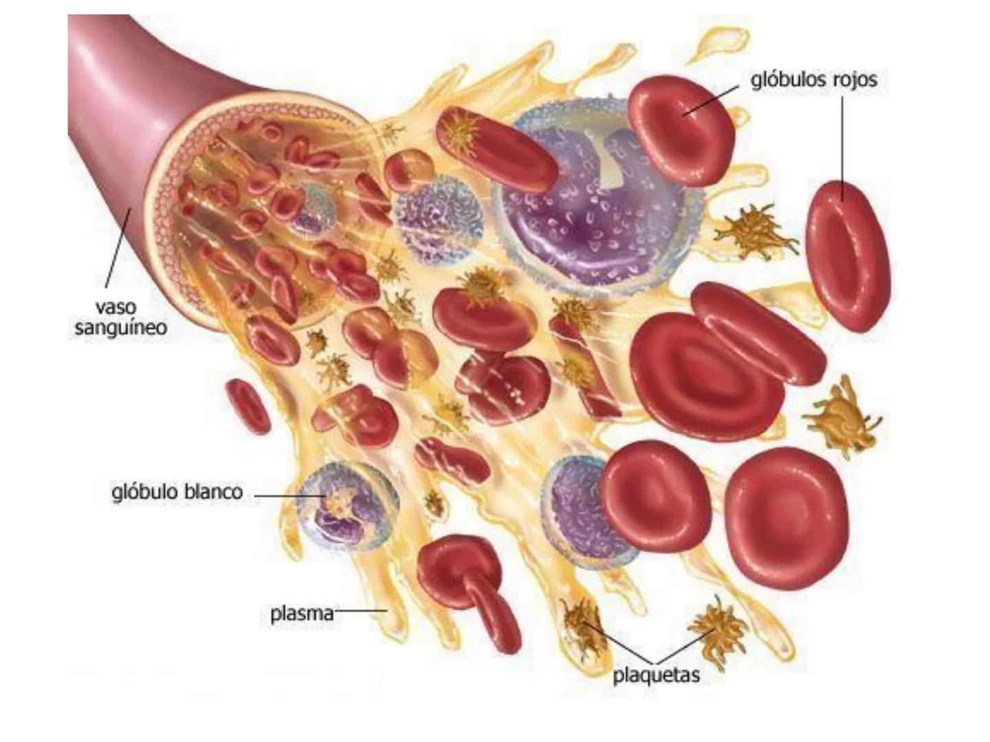 UNIDAD I
Organización del cuerpo humano y nivel
tisular
Organización del cuerpo humano. Tejidos:
clasificación y funciones.
Tejido epitelial