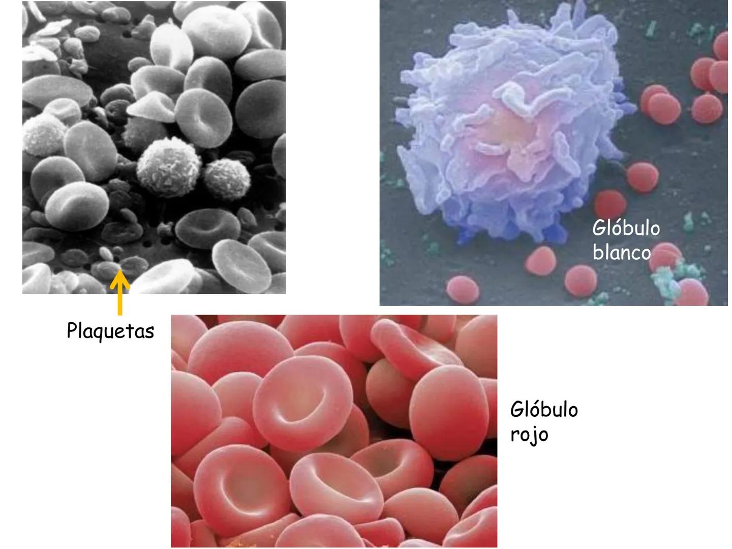 UNIDAD I
Organización del cuerpo humano y nivel
tisular
Organización del cuerpo humano. Tejidos:
clasificación y funciones.
Tejido epitelial