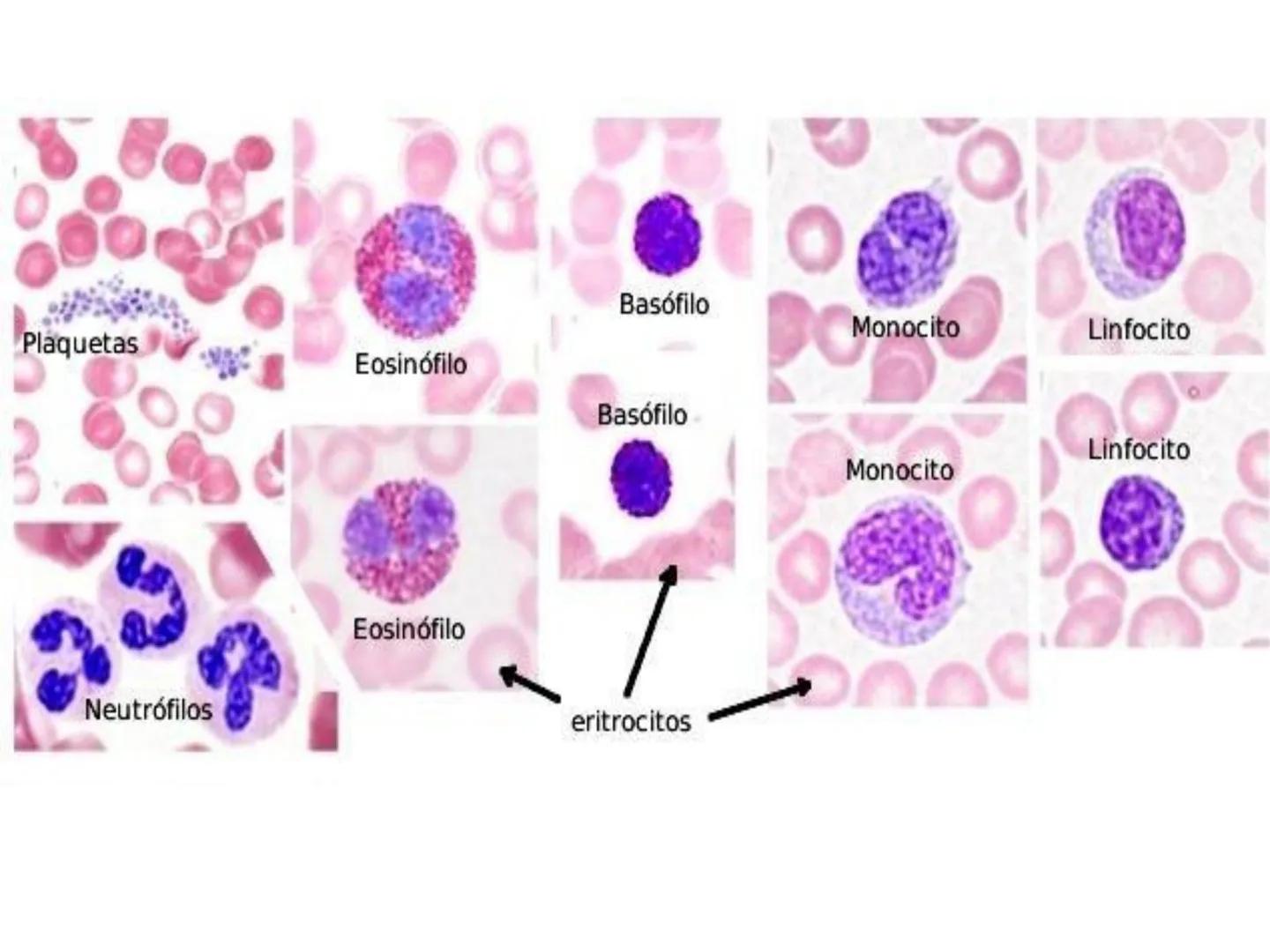 UNIDAD I
Organización del cuerpo humano y nivel
tisular
Organización del cuerpo humano. Tejidos:
clasificación y funciones.
Tejido epitelial