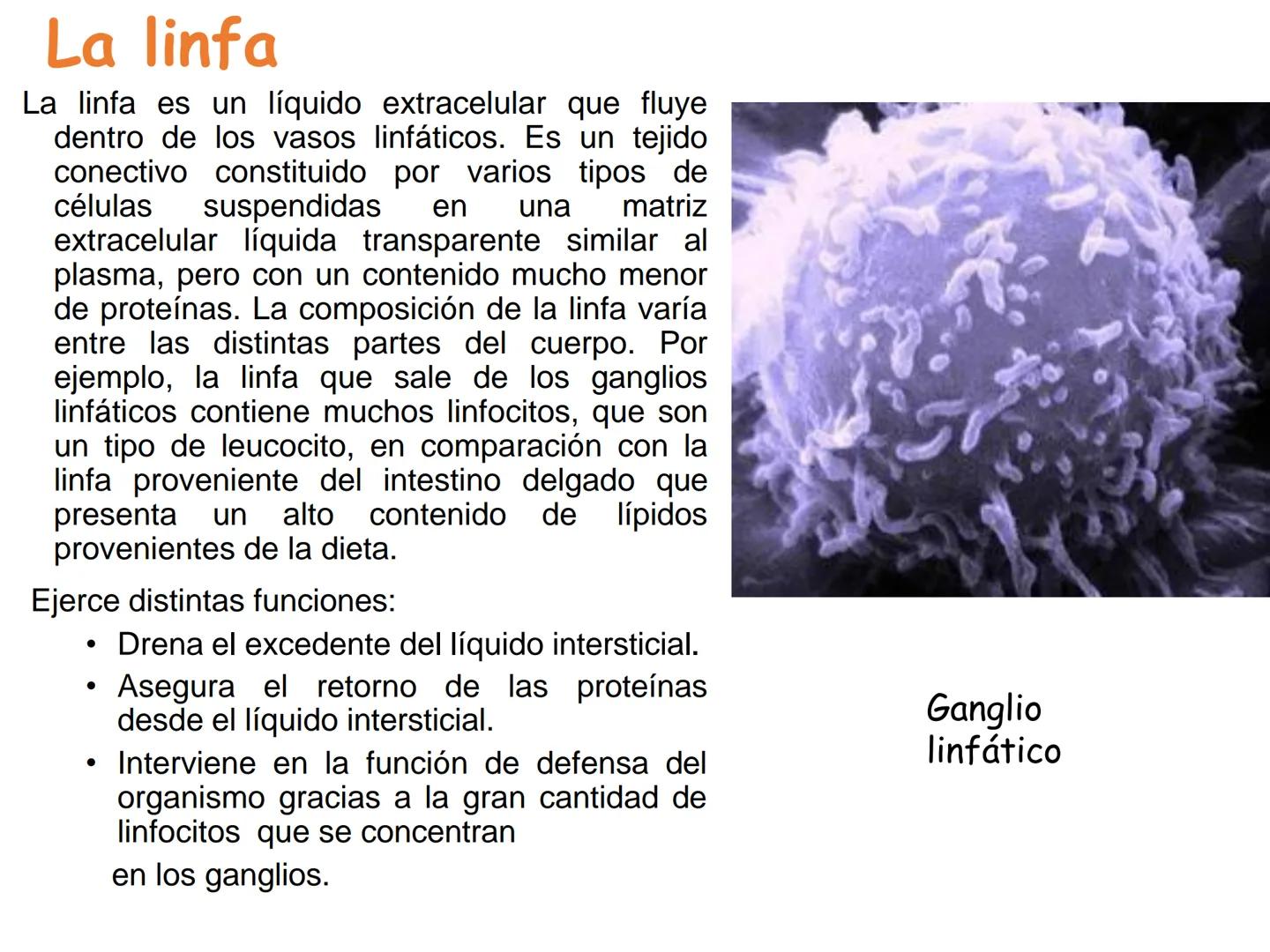 UNIDAD I
Organización del cuerpo humano y nivel
tisular
Organización del cuerpo humano. Tejidos:
clasificación y funciones.
Tejido epitelial