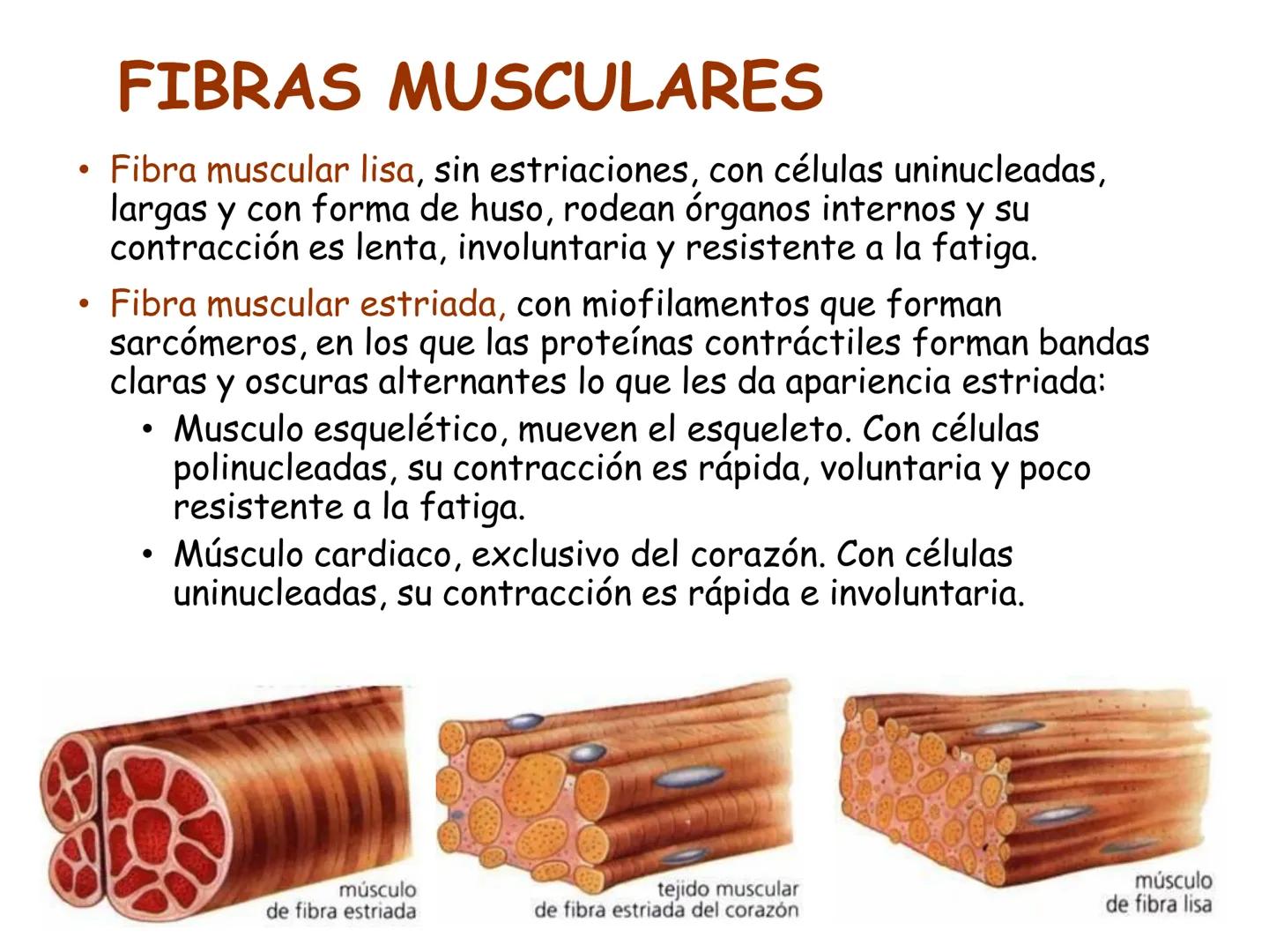 UNIDAD I
Organización del cuerpo humano y nivel
tisular
Organización del cuerpo humano. Tejidos:
clasificación y funciones.
Tejido epitelial