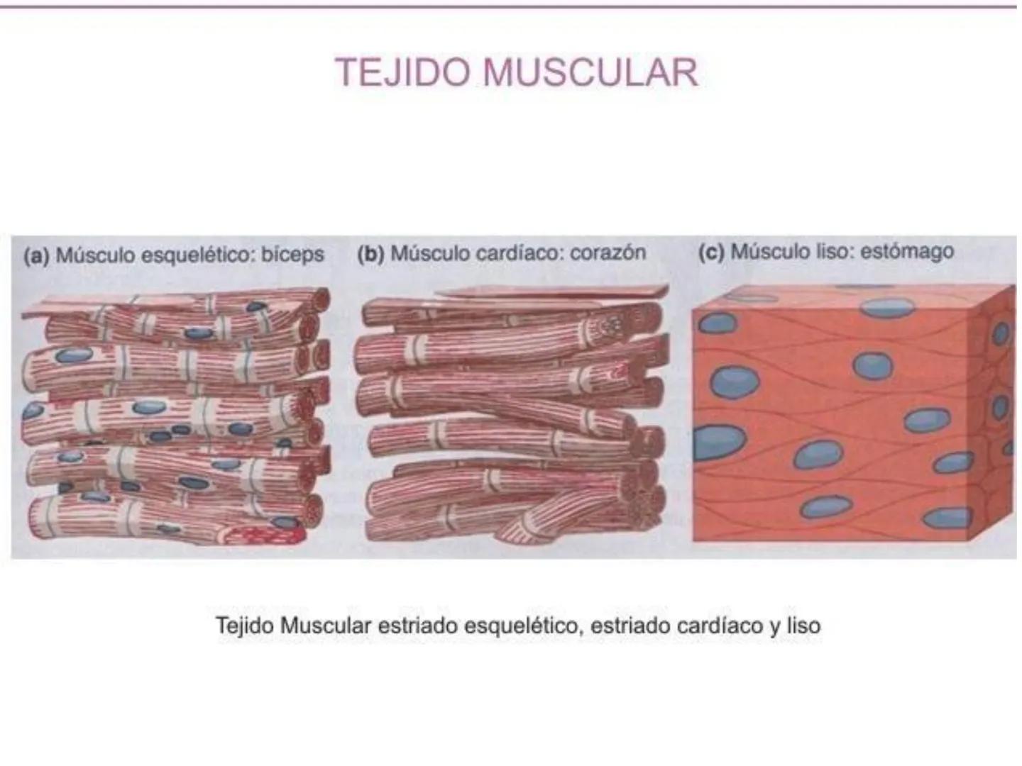 UNIDAD I
Organización del cuerpo humano y nivel
tisular
Organización del cuerpo humano. Tejidos:
clasificación y funciones.
Tejido epitelial