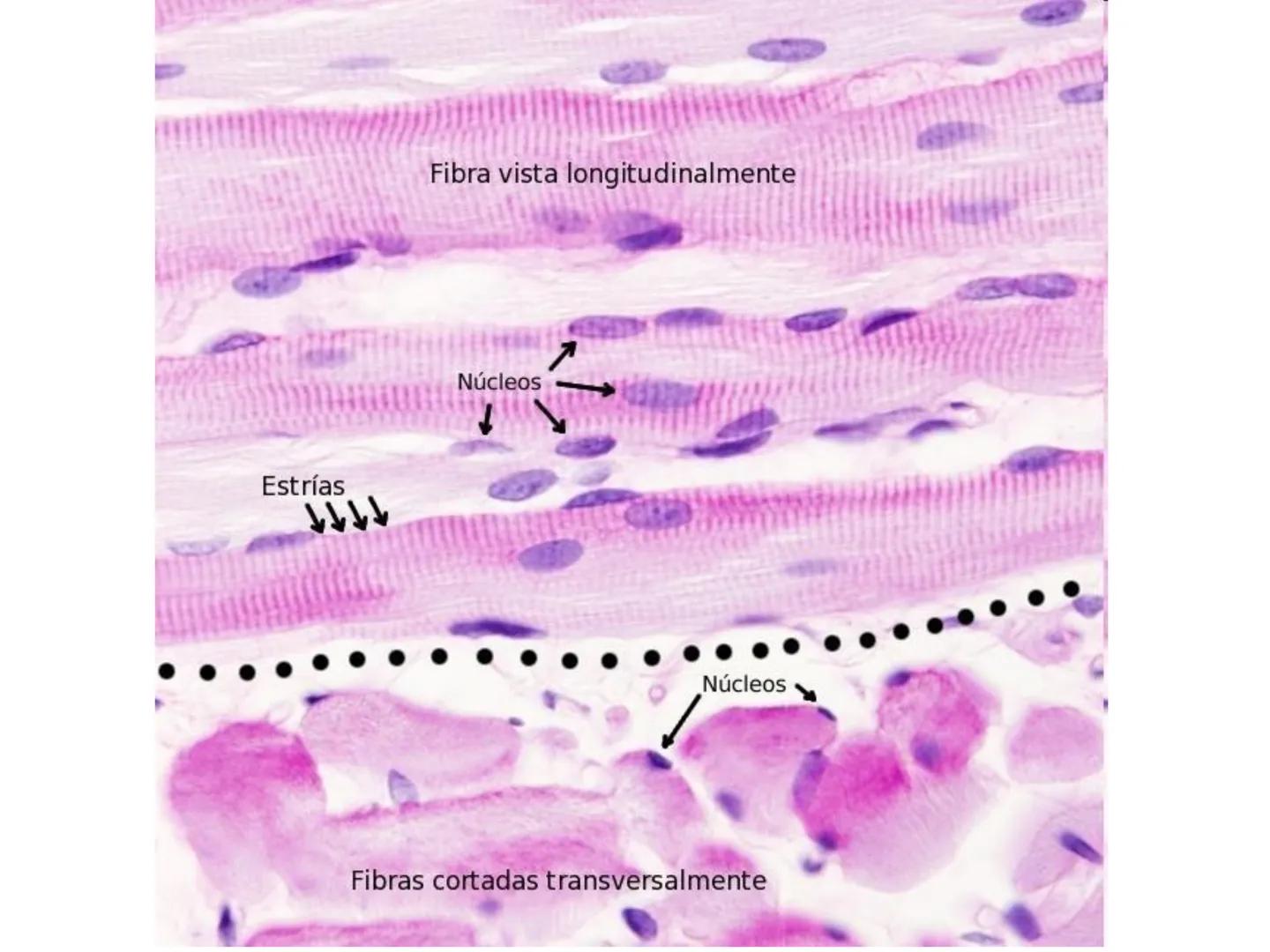 UNIDAD I
Organización del cuerpo humano y nivel
tisular
Organización del cuerpo humano. Tejidos:
clasificación y funciones.
Tejido epitelial