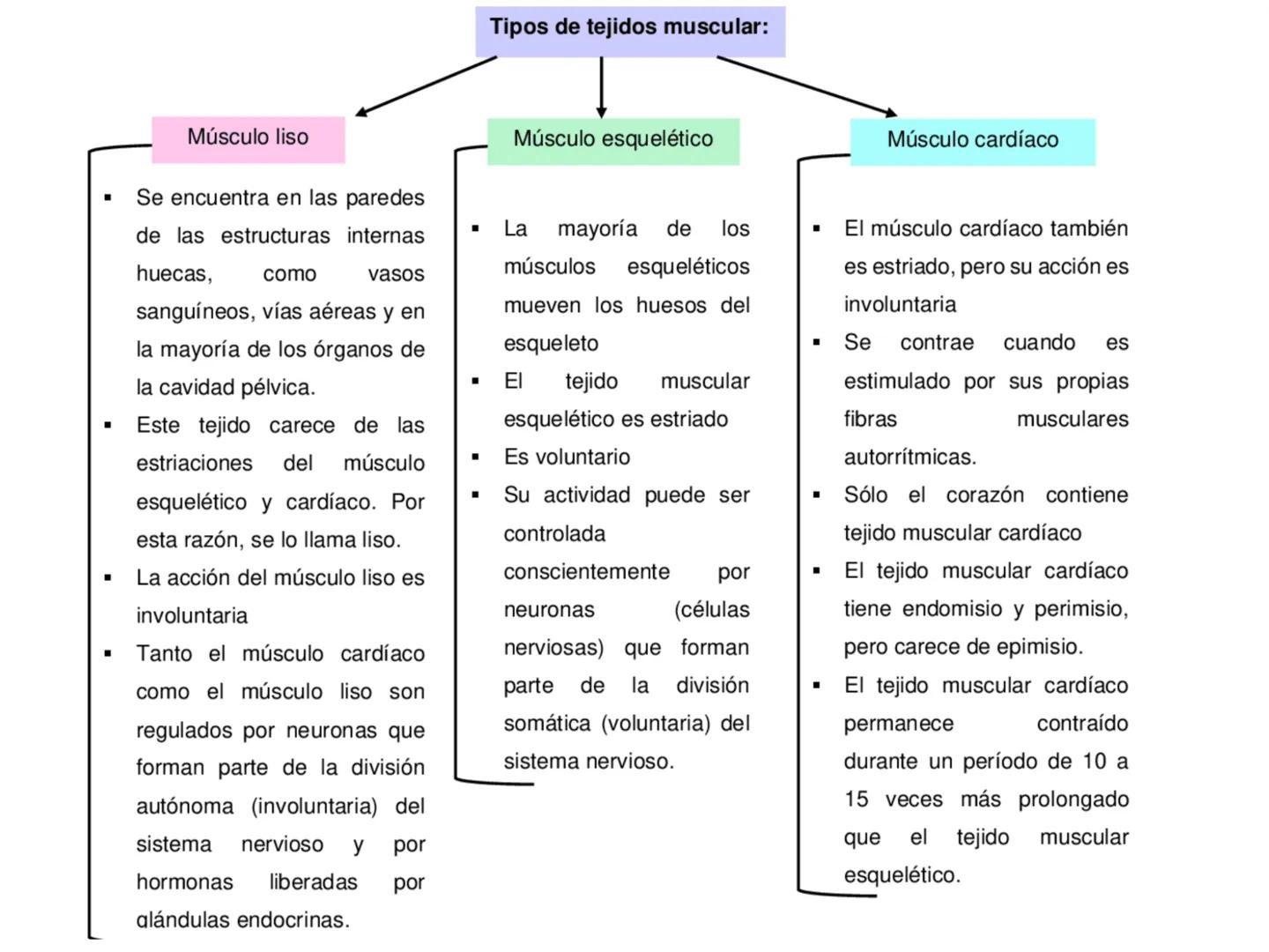UNIDAD I
Organización del cuerpo humano y nivel
tisular
Organización del cuerpo humano. Tejidos:
clasificación y funciones.
Tejido epitelial