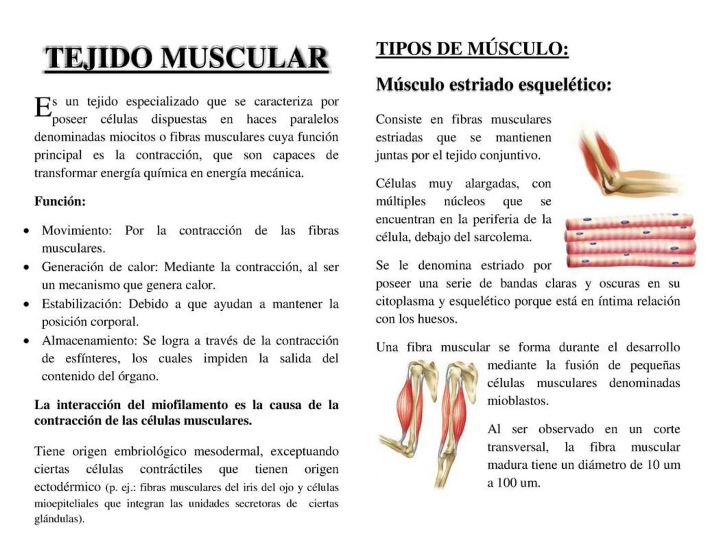 UNIDAD I
Organización del cuerpo humano y nivel
tisular
Organización del cuerpo humano. Tejidos:
clasificación y funciones.
Tejido epitelial