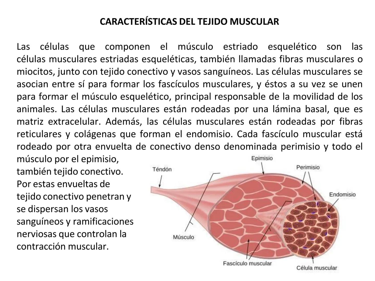 UNIDAD I
Organización del cuerpo humano y nivel
tisular
Organización del cuerpo humano. Tejidos:
clasificación y funciones.
Tejido epitelial