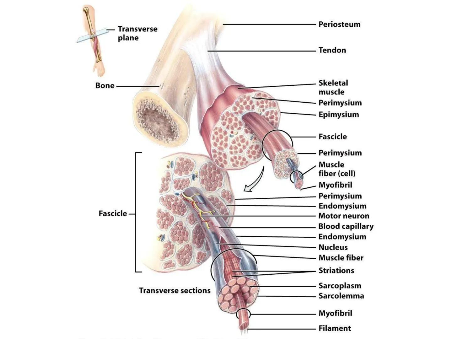 UNIDAD I
Organización del cuerpo humano y nivel
tisular
Organización del cuerpo humano. Tejidos:
clasificación y funciones.
Tejido epitelial