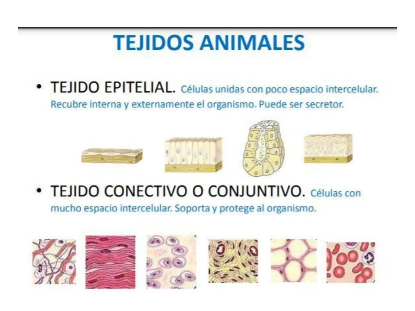 UNIDAD I
Organización del cuerpo humano y nivel
tisular
Organización del cuerpo humano. Tejidos:
clasificación y funciones.
Tejido epitelial