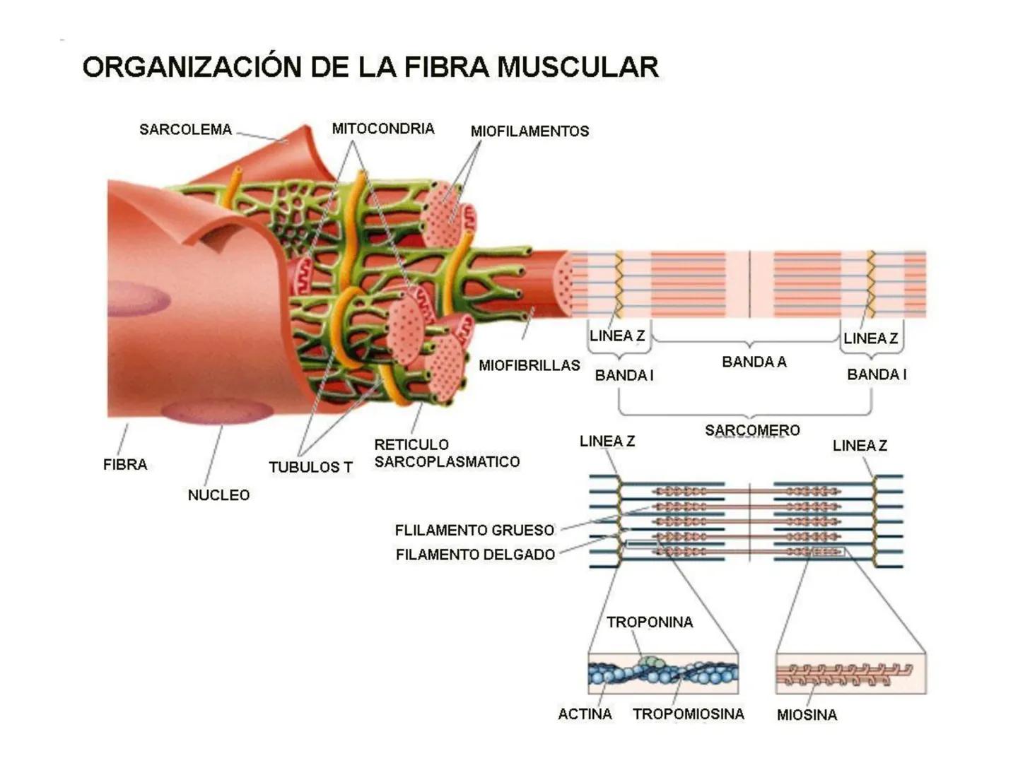 UNIDAD I
Organización del cuerpo humano y nivel
tisular
Organización del cuerpo humano. Tejidos:
clasificación y funciones.
Tejido epitelial