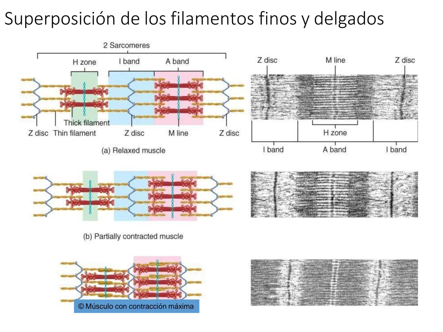 UNIDAD I
Organización del cuerpo humano y nivel
tisular
Organización del cuerpo humano. Tejidos:
clasificación y funciones.
Tejido epitelial