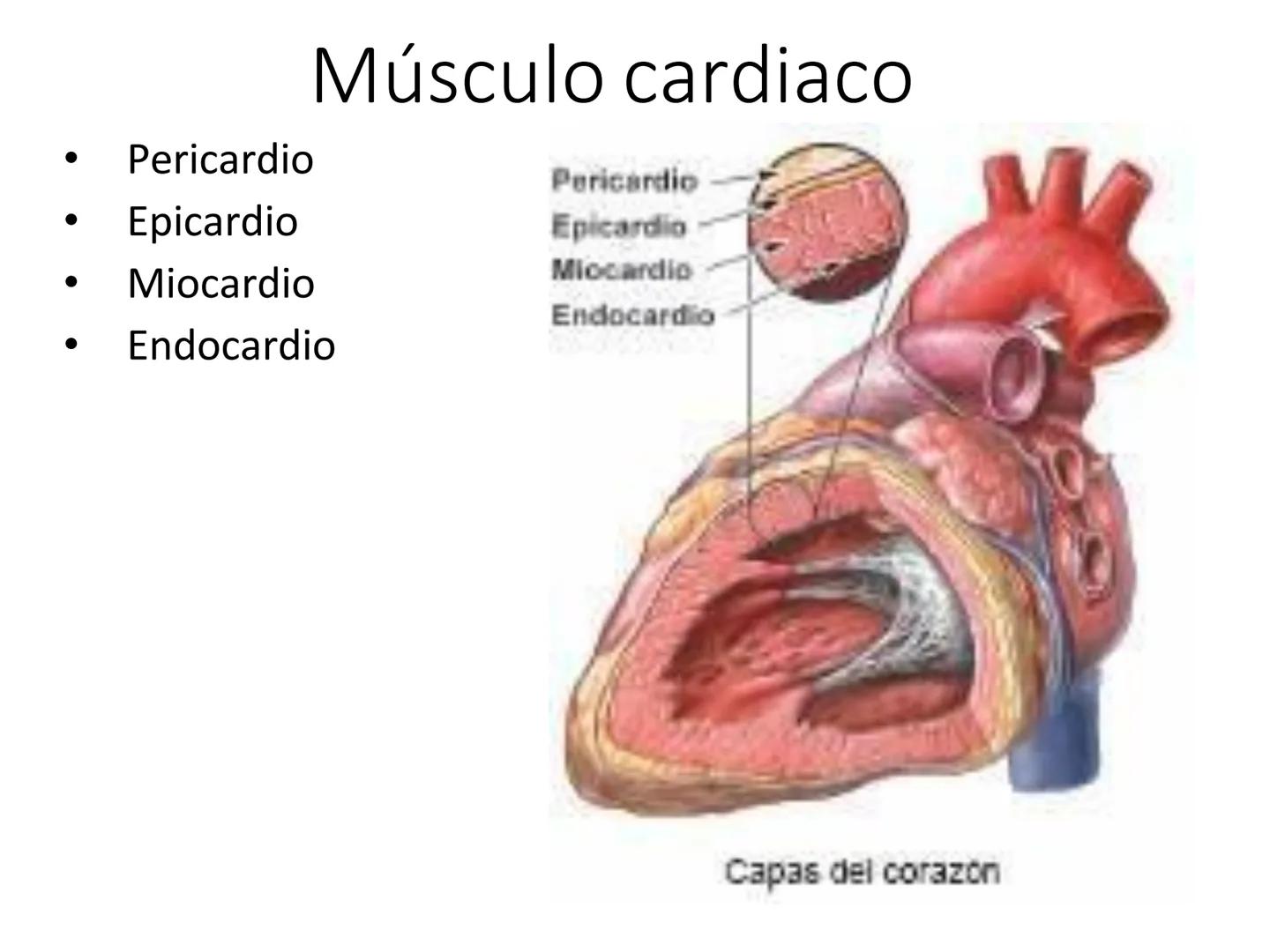 UNIDAD I
Organización del cuerpo humano y nivel
tisular
Organización del cuerpo humano. Tejidos:
clasificación y funciones.
Tejido epitelial