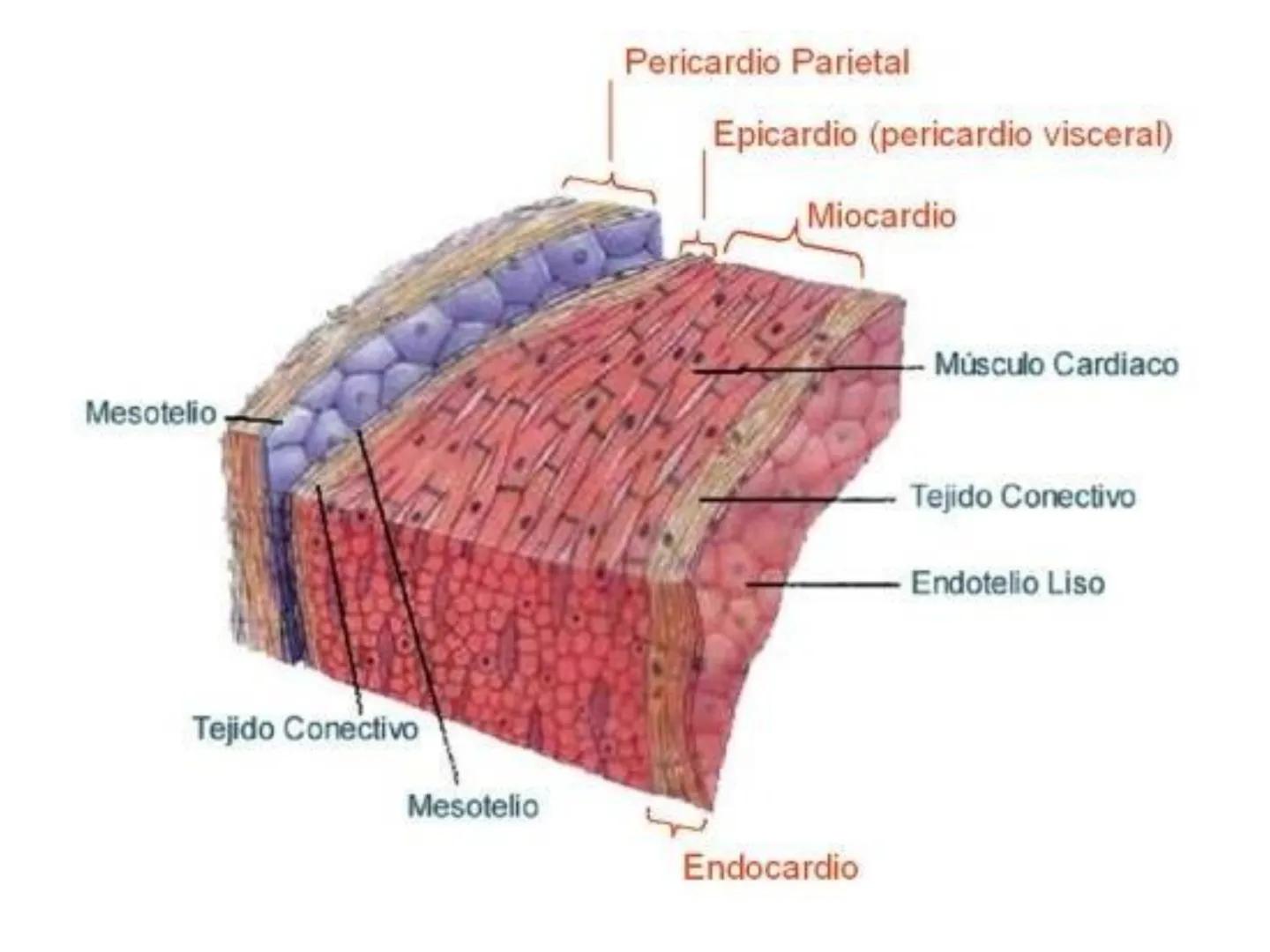 UNIDAD I
Organización del cuerpo humano y nivel
tisular
Organización del cuerpo humano. Tejidos:
clasificación y funciones.
Tejido epitelial