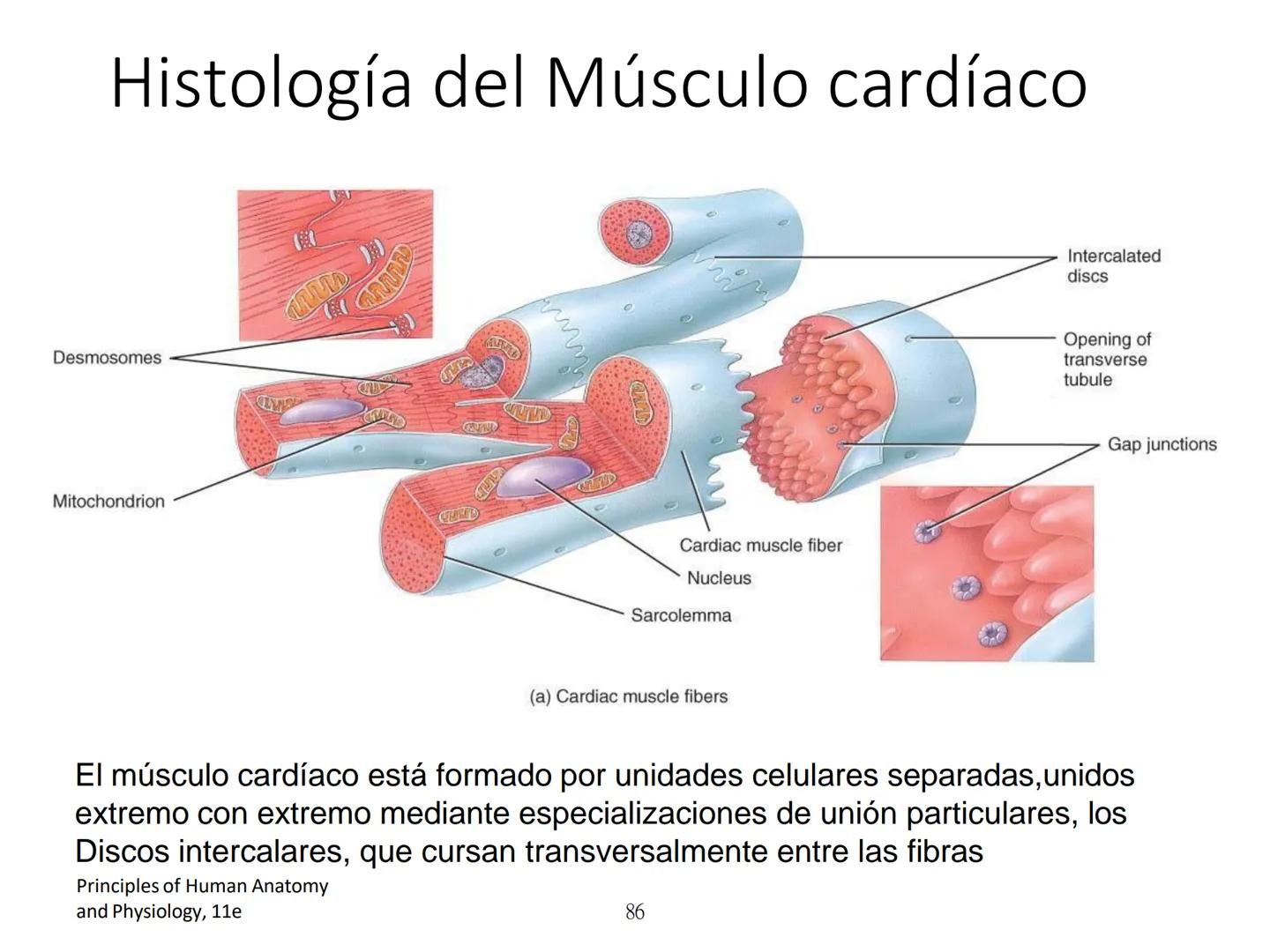 UNIDAD I
Organización del cuerpo humano y nivel
tisular
Organización del cuerpo humano. Tejidos:
clasificación y funciones.
Tejido epitelial